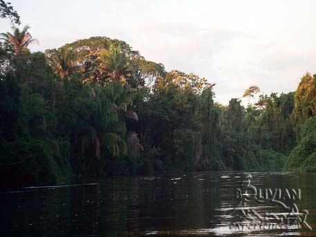 River Yacuma surrounded by dense vegetation along its banks , Rurrenabaque - Pampas, Beni, Bolivia