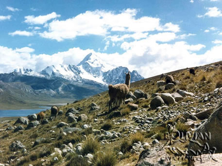 Huayna Potosi and llamas