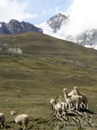 Mt. Huayna Potosi and llamas