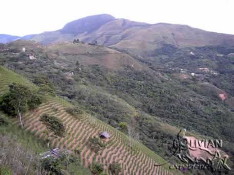Uchumachi hill above Coroico, Bolivia