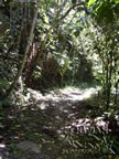 path through moutain jungle near Choro, Bolivia