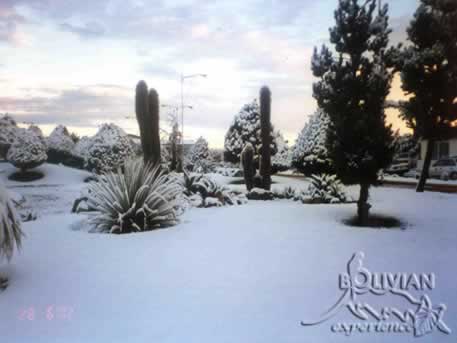 Snow covered cactus at the international airport El Alto