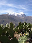 Illimani, cactus, Cordillera Real, Bolivia