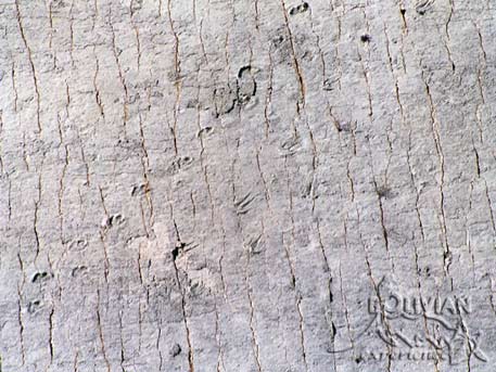 Dinosaur tracks at the Cal Orck'o paleontological site near Sucre, Bolivia
