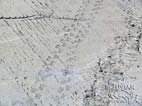 Dinosaur tracks at the Cal Orck'o paleontological site, Sucre, Chuquisaca, Bolivia