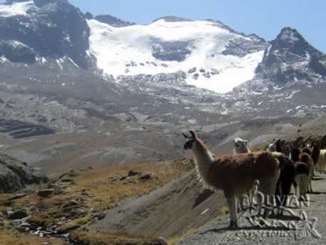 Cordillera Real, Wila Manquilizani, llamas, Bolivia