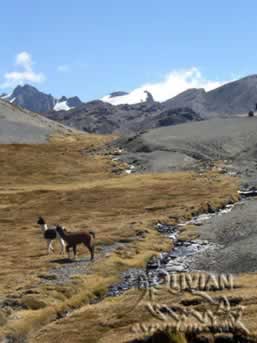Cordillera Real, Cumbre, Bolivia