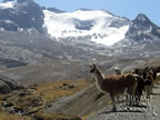 Cordillera Real, llamas, Bolivia