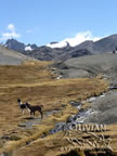 Cordillera Real, Cumbre, llamas, Bolivia