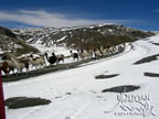 Cordillera Real, llamas near Cumbre pass, Bolivia