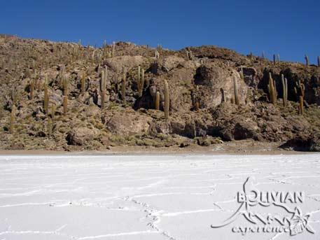 Cacti covered slopes of Fisherman’s Island (Isla Inkawasi), Salar de Uyuni, Bolivia