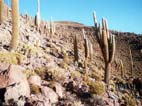 Cacti covered slopes of the Fish Island (Isla Cujiri) on Salar de Uyuni, Salar de Uyuni, Potosi, Bolivia 