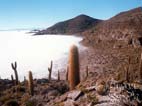 Shores of the Fish Island (Isla  Cujiri) rising out of the Salar de Uyuni , Salar de Uyuni, Potosi, Bolivia