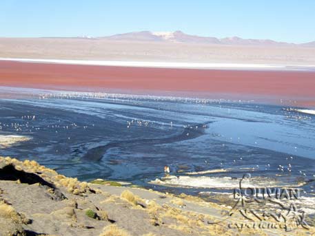 Laguna Colorada (Red Lagoon) with borax islands and flamingos as little specs, Eduardo Avaroa National Reserve, Southern Cordillera Occidental, Potosi, Bolivia
