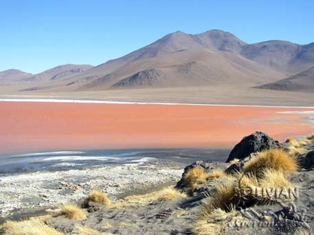  Laguna Colorada (Red Lagoon) at 4285 m (14060 f) with white borax shores, Eduardo Avaroa National Reserve, Eduardo Avaroa National Reserve, Sud Lipez, Bolivia