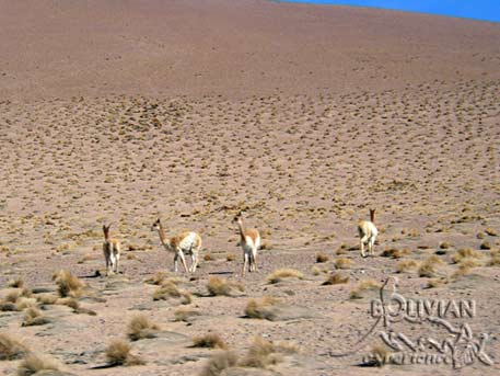 Vicuñas alongside the road,  Eduardo Avaroa National Reserve, Eduardo Avaroa National Reserve, Sud Lipez, Bolivia