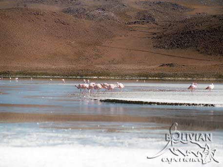 Flamingos at Laguna Hedionda (Stinking Lagoon), Potosi, Bolivia