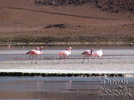 Flamingos at Laguna Hedionda (Stinking Lagoon) Nor Lipez, Bolivia