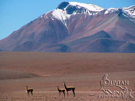 Vicuñas at Siloli (Dalí) Desert, Eduardo Avaroa National Reserve, Southern Cordillera Occidental, Potosi, Bolivia