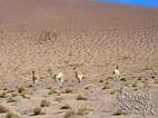 Vicuñas alongside the road,  Eduardo Avaroa National Reserve , Southern Cordillera Occidental, Potosi, Bolivia