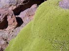Yareta (Azorella compacta, also known as Azorella yareta in the past)  a tiny flowering plant found in the Puna grasslands of the Andes  between 3200 and 4500 meters altitude,  Eduardo Avaroa National Reserve, Southern Cordillera Occidental, Potosi, Bolivia