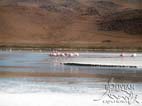 Flamingos at Laguna Hedionda (Stinking Lagoon), Southern Cordillera Occidental, Potosi, Bolivia