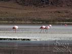 Flamingos at Laguna Hedionda (Stinking Lagoon) Nor Lipez, Potosi, Bolivia