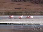 Flamingos at Laguna Hedionda (Stinking Lagoon) Nor Lipez,  Potosi, Bolivia
