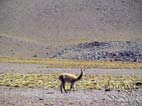 Vicuñas alongside the road,  Eduardo Avaroa National Reserve, Southern Cordillera Occidental, Potosi, Bolivia