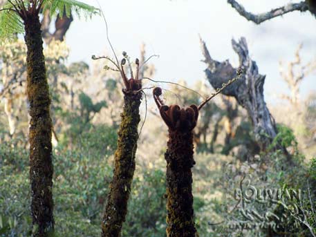 New fern shoots at Yungas Giant Ferns Forest, Amboro National Park, Santa Cruz, Bolivia