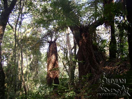 Giant ferns at Yunga Fern Forest, Amboro National Park, Santa Cruz, Bolivia