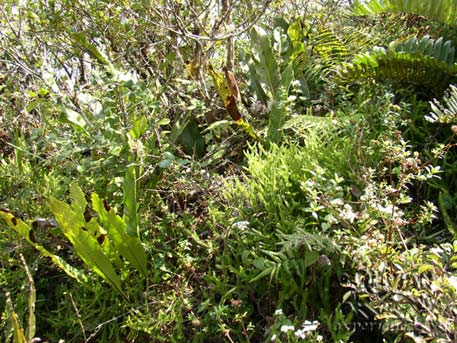 Lush vegetation at Yunga Fern Forest, Amboro National Park, Santa Cruz, Bolivia
