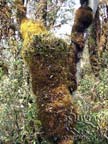 Fern trunk overgrown with moss in Yungas giant fern tree forest, Amboro National Park, Santa Cruz, Bolivia