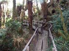 Wooden platform through the Yunga Fern Forest at southern part of the Park, Amboro National Park, Santa Cruz, Bolivia