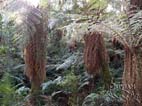 Giant ferns at Yunga Fern Forest, Amboro National Park, Santa Cruz, Bolivia