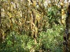 Moss covered trunks at Yunga Fern Forest, Amboro National Park, Santa Cruz, Bolivia