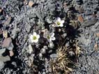 There are flowers even at these altitudes(4800 m - 15750 f), near Apacheta Chucura pass, Cotapata National Park, La Paz, Bolivia