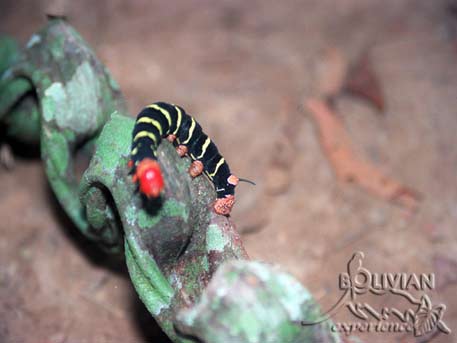 Caterpillar crawling along the “devil’s steps”, Madidi National Park, La Paz, Bolivia