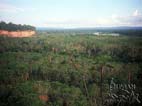 View of the jungle canopy and sand cliffs at the vicinity of Tuichi River, Madidi National Park, La Paz, Bolivia