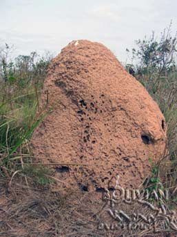 Termites mount on the flood plain, Noel Kempff Mercado National Park, Santa Cruz, Bolivia