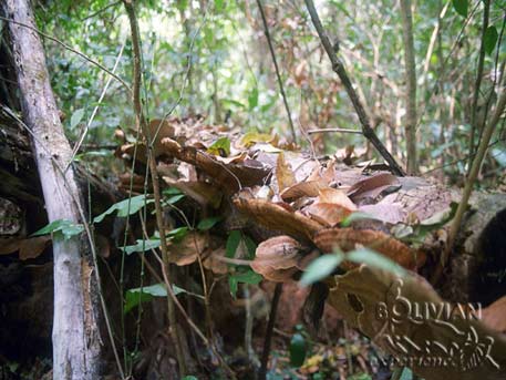 Mushrooms on the fallen trunk on the trail through the virgin jungle to the waterfalls El Encanto, Noel Kempff Mercado National Park, Santa Cruz, Bolivia