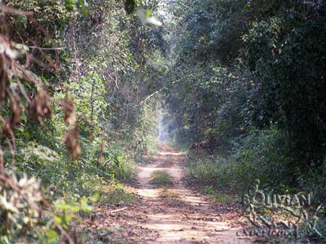 Road through the jungle to Los Fierros camp, Noel Kempff Mercado National Park, Santa Cruz, Bolivia