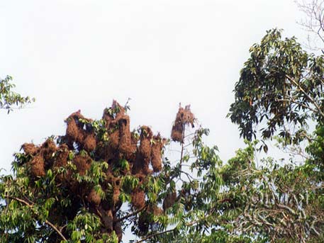 Bird nest colony above Paragua River, Noel Kempff Mercado National Park, Santa Cruz, Bolivia