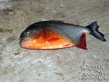 Piranha fished out by the locals from Paragua River, Noel Kempff Mercado National Park, Santa Cruz, Bolivia